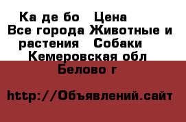 Ка де бо › Цена ­ 25 - Все города Животные и растения » Собаки   . Кемеровская обл.,Белово г.